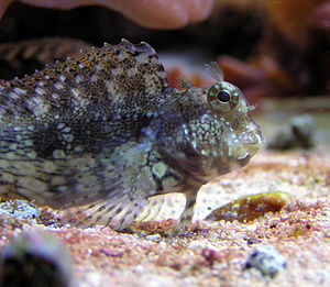 A Lawnmower Blenny