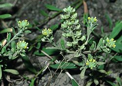 Grådodder (Alyssum alyssoides)Foto: Fornax