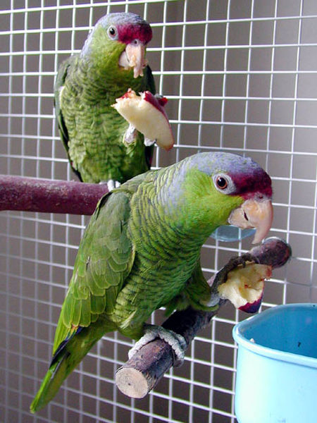 450px-Amazona_finschi_%28pair%29_-eating_apple-8a.jpg