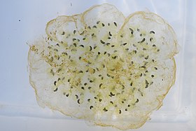 Relação simbiótica entre as algas e os ovos da salamandra Ambystoma maculatum