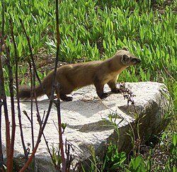 American Marten.jpg