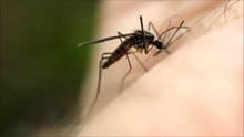 Файл: Anopheles Mosquito Feed.webm