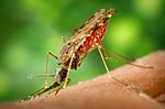 एनोफ़ेलेज़ मच्छर जिससे मलेरिया फैलता है।