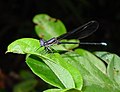 Smoky-winged dancer A. f. fumipennis, Male
