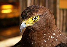 Ark Avilon Phil Serpent Eagle.jpg