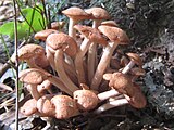 Armillaria tabescens