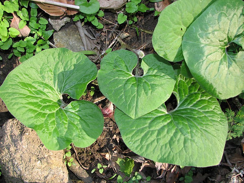 Wild Ginger, HiddenTreasure of our Northern Woods
