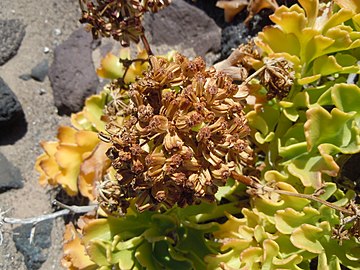 Infructescence.