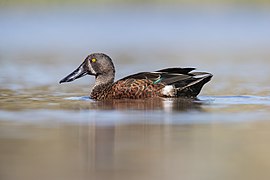 Australasian Shoveler - Goulds Lagoon Wildlife Sanctuary