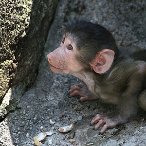 300px-Baboon_Papio_Baby.jpg