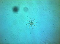 Bacteriastrum delicatulum 06-2 (200X) .jpg