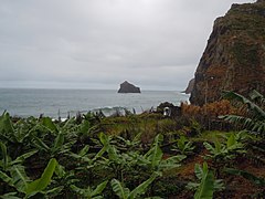 Les bananeraies devant l'îlot Rocha das Cabras.