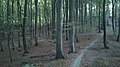 Beech wood in October.jpg