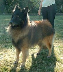 http://upload.wikimedia.org/wikipedia/commons/thumb/a/ae/Belgian_Tervuren_600.jpg/218px-Belgian_Tervuren_600.jpg