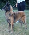 Belgian Shepherd Dog (Tervueren) bitch