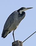 Miniatura para Ardea melanocephala