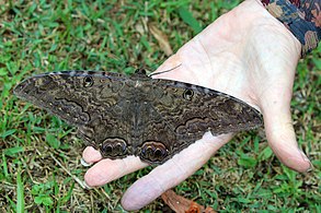 On an adult's hand