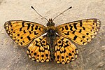 Boloria selene