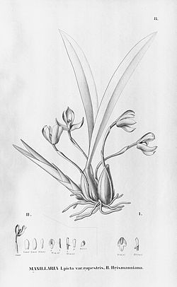 Brasiliorchis picta (as Maxillaria picta var. rupestris) - Brasiliorchis heismanniana (as Maxillaria heismanniana) - Fl.Br. 3-6-008.jpg