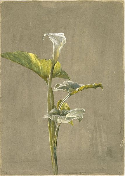 Archivo: Museo de Brooklyn - Calla Lily - Fidelia Bridges - overall.jpg