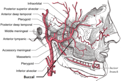 Vangarteri.png