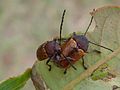 Vignette pour Cadmus (insecte)