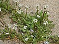 Vue d'ensemble de Capsella bursa-pastoris