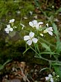 Arabidopsis arenosa