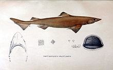 A drawing of a gulper shark morphology including teeth and jaw.