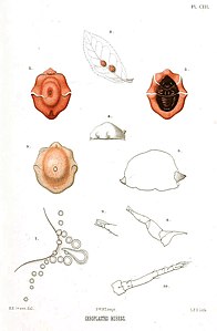 Ceroplastes rubens