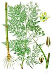 Chaerophyllum bulbosum — Бутень клубневидный