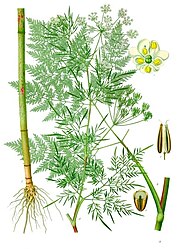 Chaerophyllum bulbosum L.