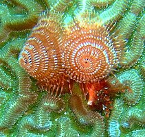 Close-up Tubeworms are beautiful.