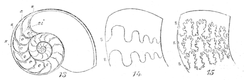 13. Section of Nautilus.—14. Undulating Septa.—15. Arborescent Septa.