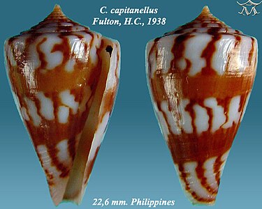 Conus capitanellus Fulton, H.C., 1938