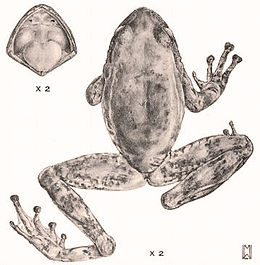 Acris gryllus