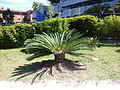 Cycas 2013 002.JPG