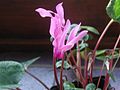 Cyclamen persicum.