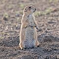 Black-tailed prairie dog