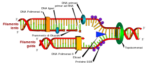 http://upload.wikimedia.org/wikipedia/commons/thumb/a/ae/DNA_replication_it.svg/300px-DNA_replication_it.svg.png