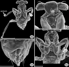 Description de l'image Dicopomorpha echmepterygis.jpg.