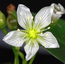 http://upload.wikimedia.org/wikipedia/commons/thumb/a/ae/Dionaea_muscipula_flower_1-2.jpg/275px-Dionaea_muscipula_flower_1-2.jpg