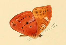 Euriphene amicia