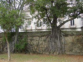 Poderosas raízes do mata-pau, presas sobre o muro.