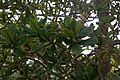ロドリゲス島固有種の Foetidia rodriguesiana F.Friedmann（フランス、国立ブレスト植物園（英語版））