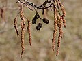 Zapfenförmige Ähren, „Erlenzapfen“ der Schwarzerle (Alnus glutinosa)