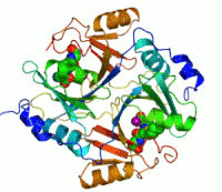 代谢人源I型乙二醛酶的结构。