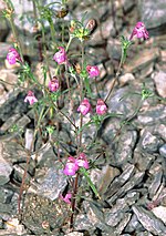 Miniatura para Galeopsis angustifolia