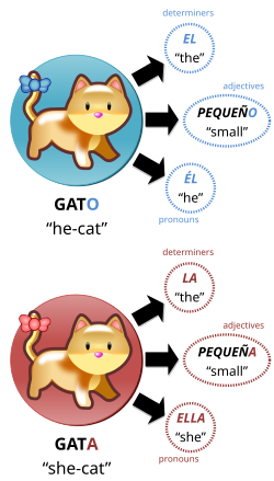 The grammatical gender of a noun affects the form of other words related to it. For example, in Spanish, determiners, adjectives, and pronouns change their form depending on the noun to which they refer. Spanish nouns have two genders: masculine and feminine, represented here by the nouns gato
and gata
, respectively. Gato vs gata, illustration of grammatical gender in Spanish.svg