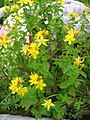 Gevlekt hertshooi (Hypericum maculatum subsp. maculatum)